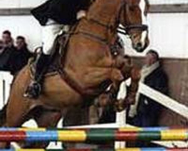 jumper Santos 675 (Hanoverian, 2001, from Santini)