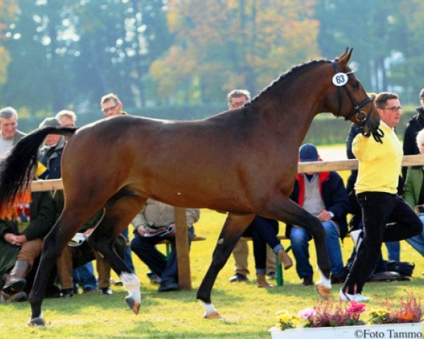 Pferd Carado (Hannoveraner, 2009, von Catoki)