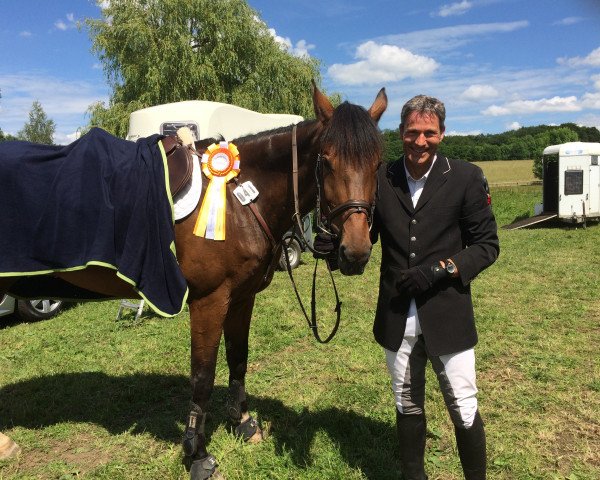 jumper Comba (Oldenburg show jumper, 2008, from Cordalme Z)