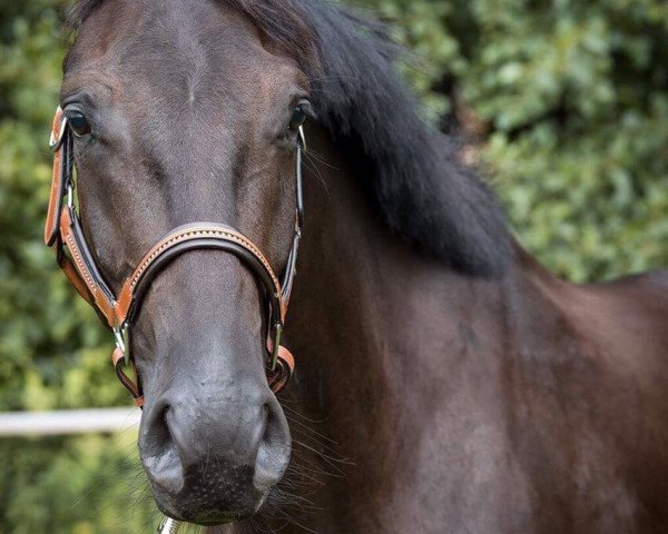 dressage horse Luke Skywalker F. (Hanoverian, 2013, from Lord Laurie)
