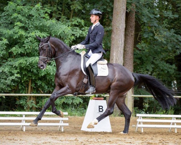 dressage horse Felize (Hanoverian, 2013, from Foundation 2)