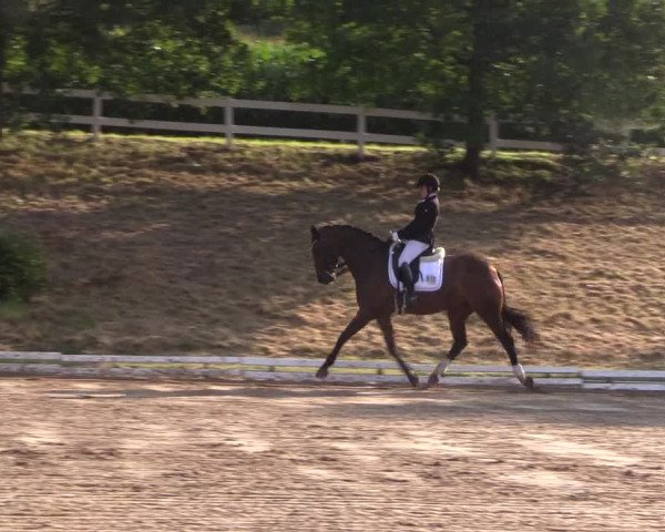 Reitturnier Vlotho-Exter 2018