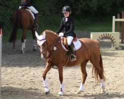 broodmare Davina (German Riding Pony, 2000, from FS Don't Worry)