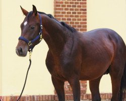 dressage horse Dr. Carlo (Oldenburg, 2015, from Dr. Jackson D)