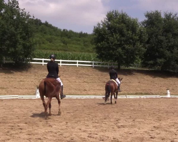 Reitturnier Vlotho-Exter 2018