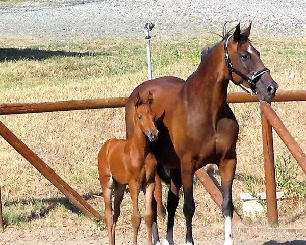 Cavallo da salto Diamcon (Holsteiner, 2017, di Diamant de Semilly)
