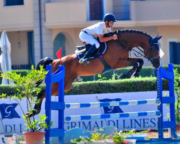 jumper Amalfi (Italian Warmblood, 2012, from Acorado I)