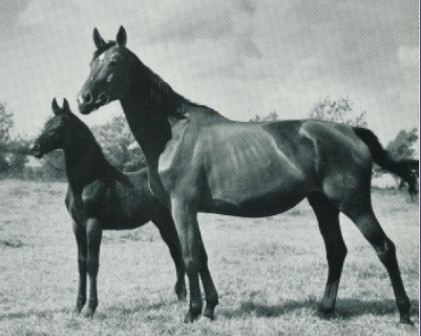 Zuchtstute Herbstlicht (Trakehner, 1954, von Semper idem 3947)