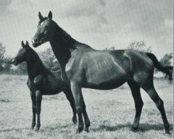 broodmare Herbstlicht (Trakehner, 1954, from Semper idem 3947)