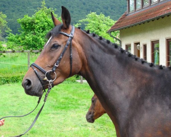 broodmare Pernike (Trakehner, 2004, from Summertime)