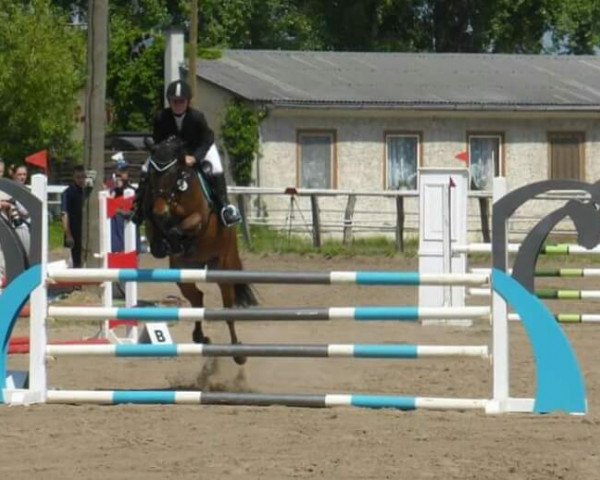 jumper Le Magie (German Riding Pony, 2006, from El Zaragat ox)
