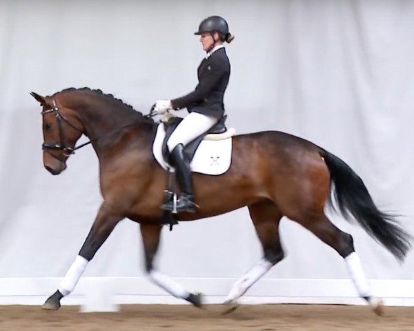 Pferd Fleur de Sel (Hannoveraner, 2012, von Foundation 2)