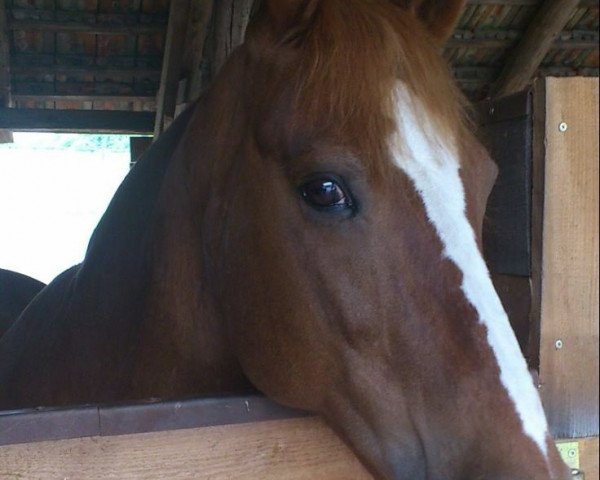 dressage horse Till the Jumper 2 (German Riding Pony, 1992, from Till The Champ)