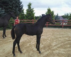 dressage horse Romy BMS (Oldenburg, 2017, from For Romance II)