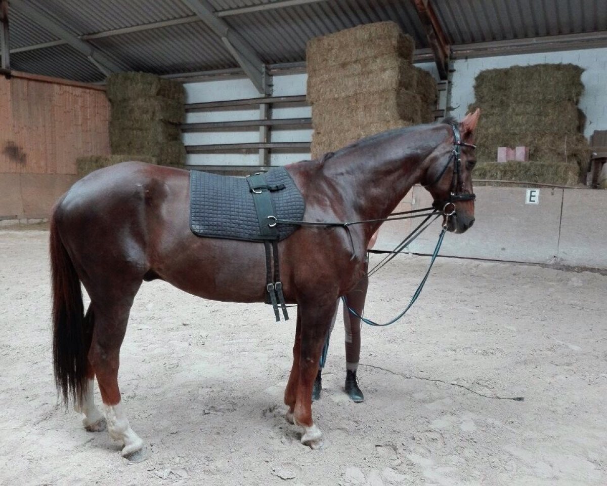 horse Bongo (KWPN (Royal Dutch Sporthorse), 2006, from Flemmingh)