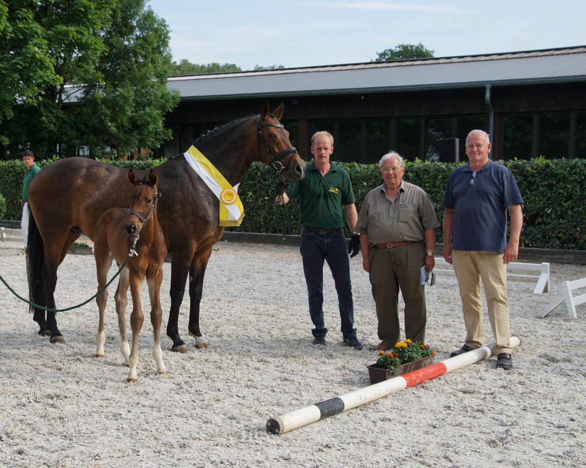 Zuchtstute Fürstin Laomi V (Westfale, 2006, von Fürst Piccolo)