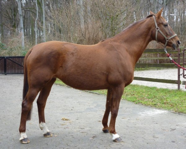 broodmare Lady Fee (Westphalian, 2003, from Laurentianer) broodmare Lady Fee (Westphalian, 2003, from Laurentianer)