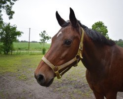 dressage horse Windflower 7 (Oldenburg, 2000)