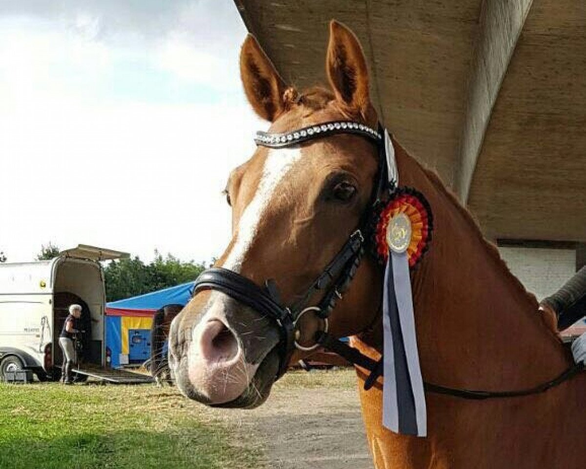 dressage horse Cha-Cha-Cha WE (German Riding Pony, 2007, from FS Chicago)