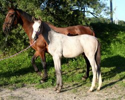horse Cocaina AS (Holsteiner, 2021, from Clicksem)