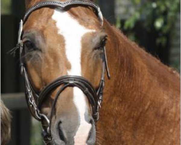 broodmare Weltfürstin (Oldenburg, 2002, from Fürst Heinrich)