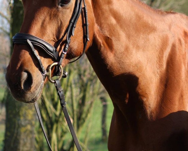 broodmare Babaji (Hanoverian, 2009, from Brentano II)