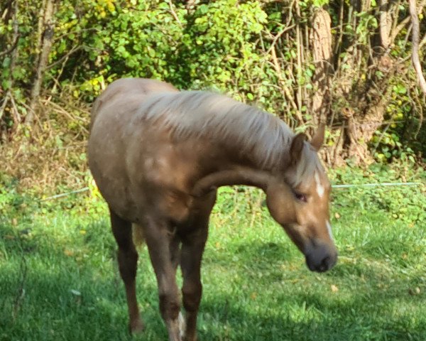 horse Dear Darling W (German Riding Pony, 2021, from Diamonds Showtime)