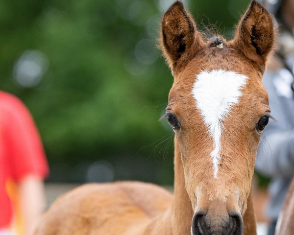 horse Wodansholz Rozemarijn (German Riding Pony, 2021, from Cayuga San WE)