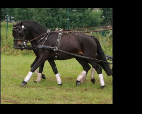 horse Aquavit R (Dartmoor Pony, 2011, from Anton)