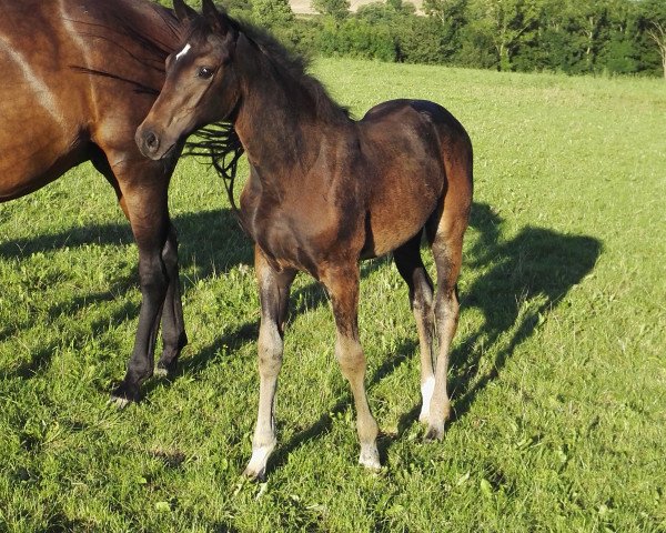 horse Callina BMS (Oldenburg, 2017, from Fürst Romancier)