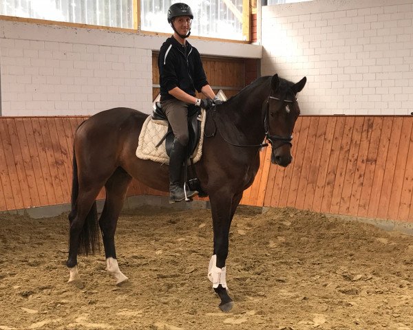 Pferd Hermes (Westfale, 2014, von Herakles TSF)
