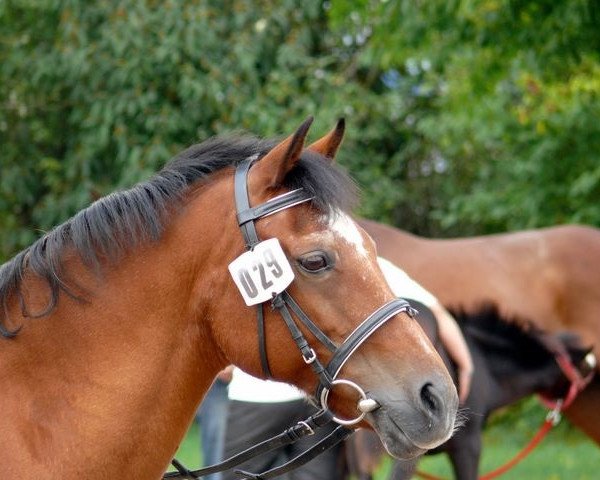 broodmare Aspeneck Cosima (Welsh-Cob (Sek. C), 1983, from Hewid Lyn)