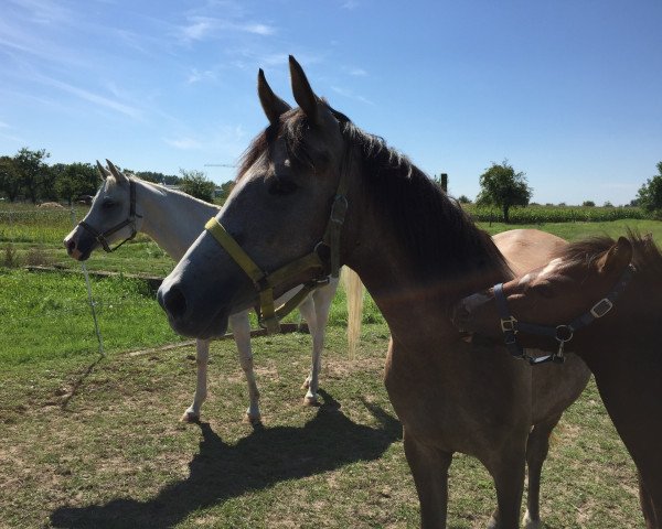 horse Express Sweet Dreams (German Riding Pony,  , from FS Pontiac)