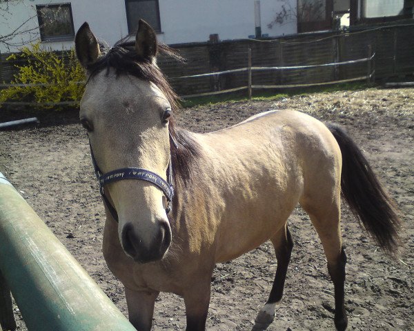 horse Express Perplex (German Riding Pony, 2008, from FS Pontiac)