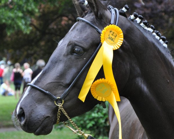 Pferd Express Carbis Bay (Deutsches Reitpony,  , von FS Pontiac)