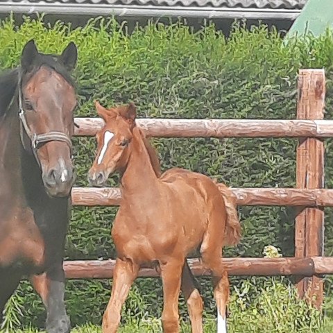 horse Fips (Holsteiner, 2021, from For Treasure VDL)