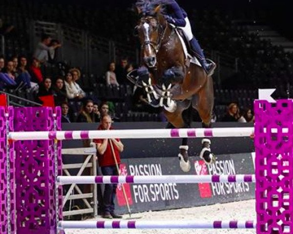 stallion Dicasi OH (Holsteiner, 2006, from Diamant de Semilly)