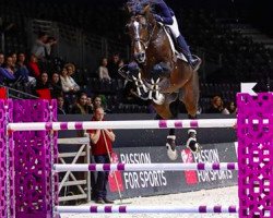 stallion Dicasi OH (Holsteiner, 2006, from Diamant de Semilly)