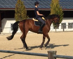 Cavallo da salto Letkiss 18 (Sassone-Anhaltiner, 2001, di Lacoochee)