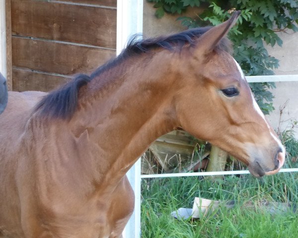 horse Santana TS (Westphalian, 2017, from Sir Heinrich OLD)