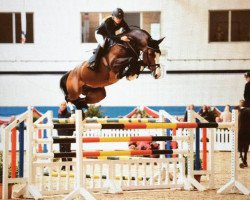 stallion Million Dollar (Belgian Warmblood, 2012, from Plot Blue)