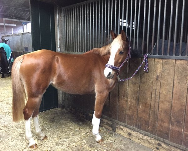 jumper Pinah Colada (German Riding Pony, 2012, from Pilatus)