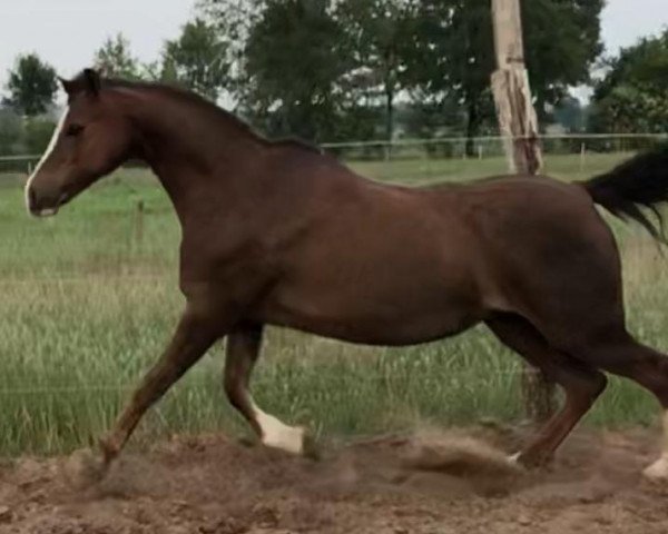 Fattrice Shamrock Miss Saigon (Welsh Pony (Sez.B), 2000, di Moelview Celebration)