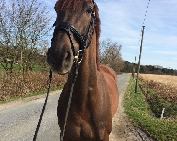 dressage horse Vitalis Charmeur Venziano (Westphalian, 2011, from Vitalis)
