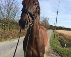 dressage horse Vitalis Charmeur Venziano (Westphalian, 2011, from Vitalis)