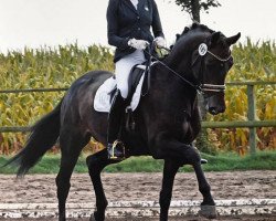 dressage horse Clearwater M (Hanoverian, 2011, from Chico's Boy)