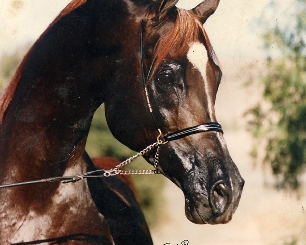 stallion Sharem el Sheikh ox (Arabian purebred, 1983, from El Shaklan 1975 ox)