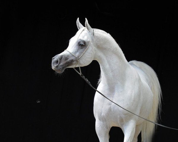 stallion Om El Extreem ox (Arabian purebred, 1998, from Sanadik El Shaklan ox)