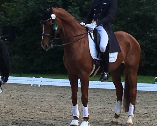 dressage horse London Magic (Hanoverian, 2008, from Londontime)