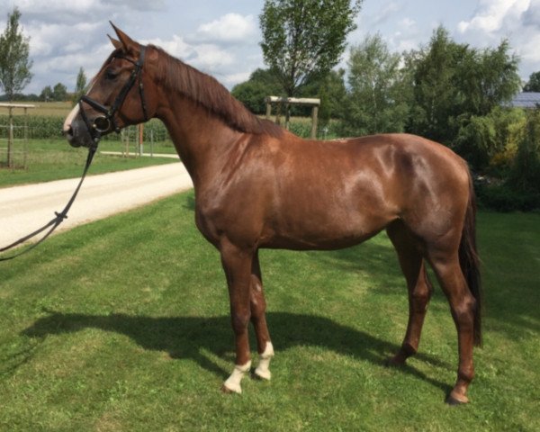 Pferd Baronesse 180 (Württemberger, 2013, von Baccaccio)